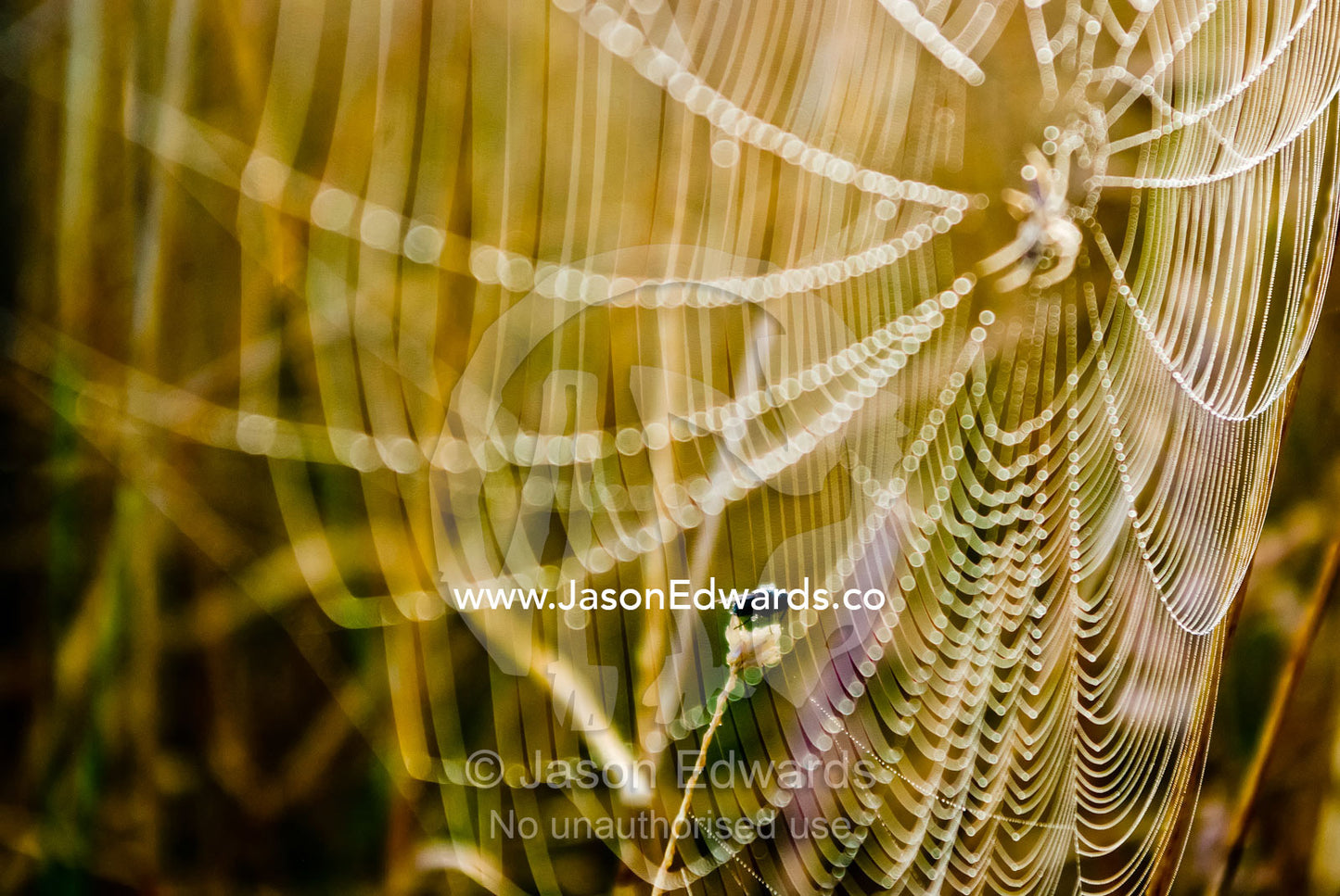 A fly rests on a grass stem dangerously close to a spider's web. Mount Duneed Recreation Reserve, Mount Duneed, Victoria, Australia.