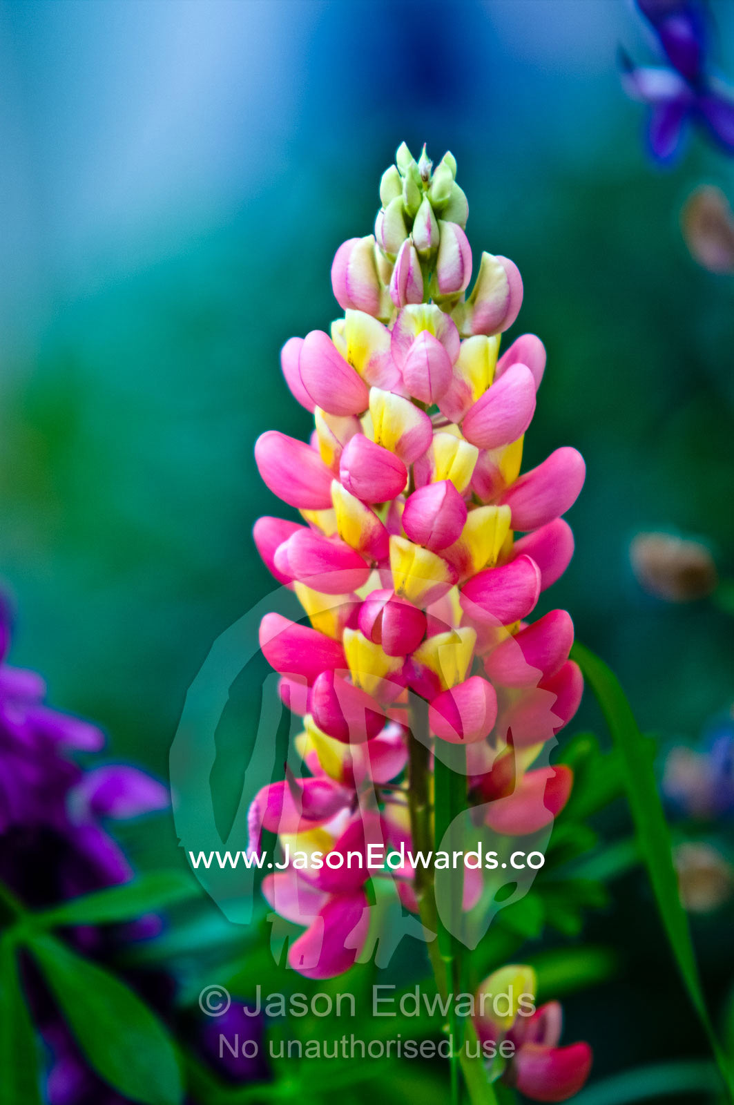 A bloom of bright pink Lupin flower petals decorate a mountainside. Glacier El Martial, Ushuaia, Tierra del Fuego Archipelago, Straits of Magellan, Tierra del Fuego Province, Patagonia, Argentina.