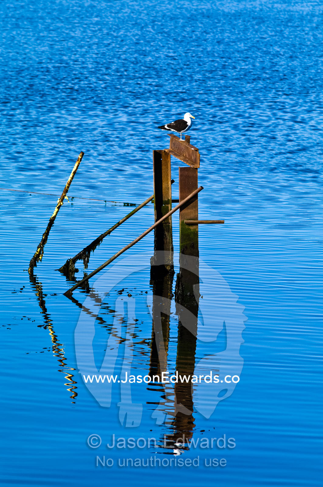 A Kelp Gull roosts on a rusted jetty pylon in a sheltered bay. Ushuaia, Tierra del Fuego Archipelago, Fuegian Andes, Ushuaia Bay, Straits of Magellan, Tierra del Fuego Province, Patagonia, Argentina.