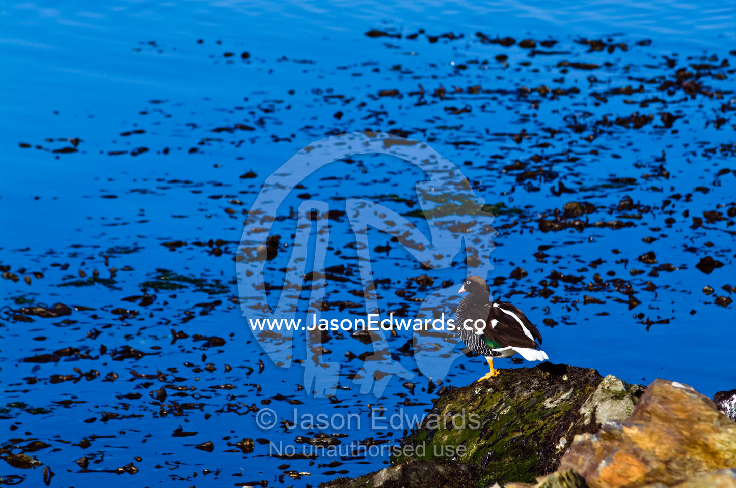 A female Kelp Goose on a boulder by the ocean covered in seaweed. Ushuaia, Tierra del Fuego Archipelago, Straits of Magellan, Tierra del Fuego Province, Patagonia, Argentina.