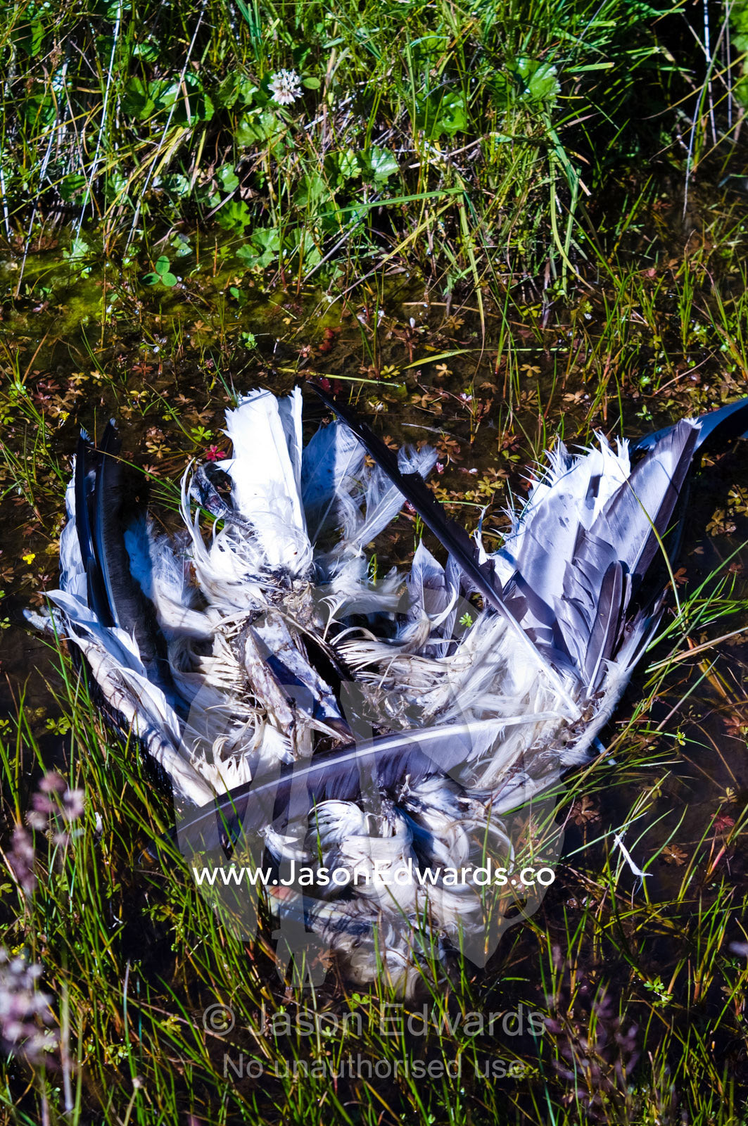 The skeletal remains of a Kelp Gull decomposes in a peat-bog moorland. Ushuaia, Tierra del Fuego Archipelago, Fuegian Andes, Ushuaia Bay, Straits of Magellan, Tierra del Fuego Province, Patagonia, Argentina.