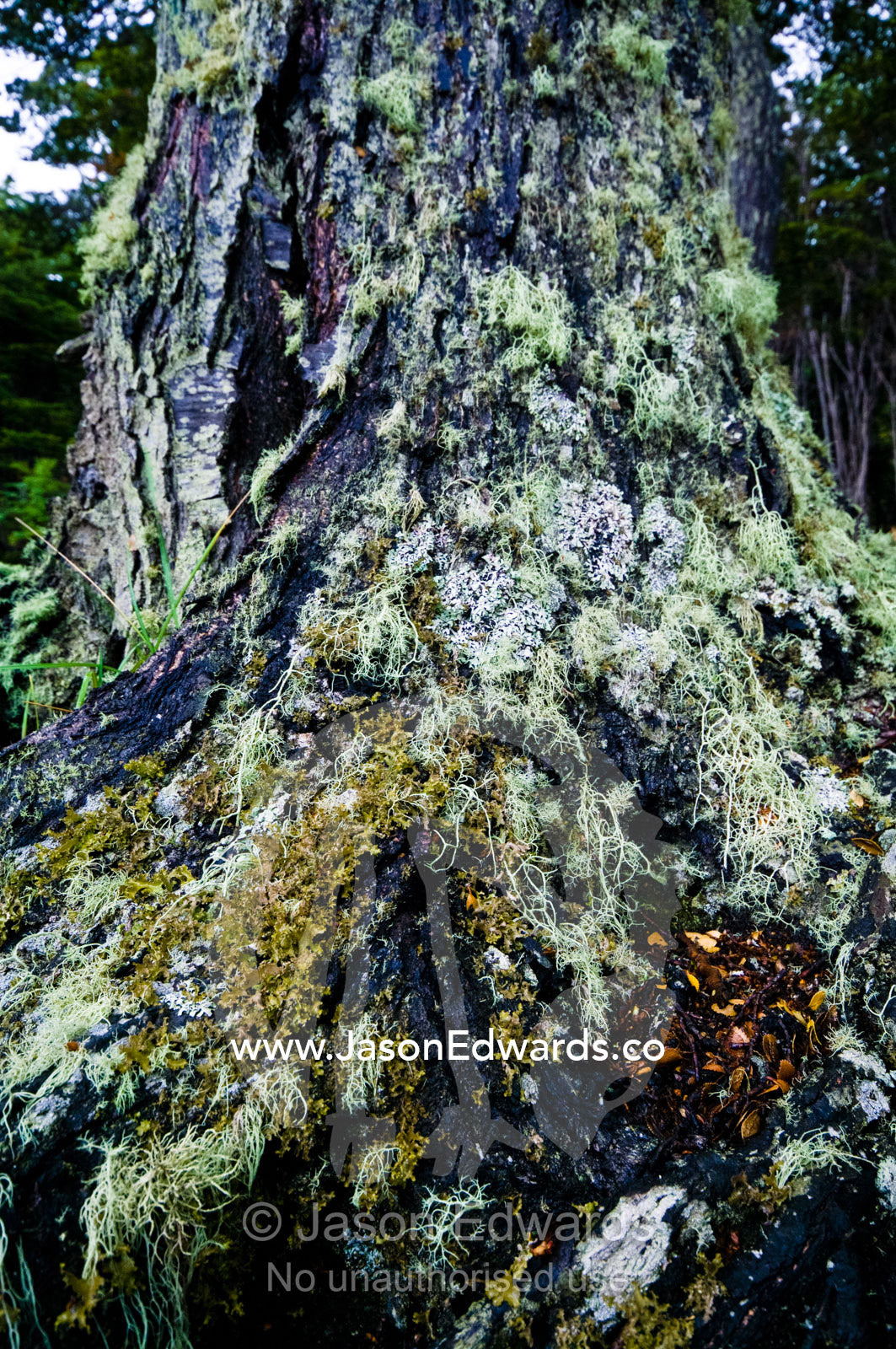 Moss and lichen cover an ancient beech tree base in a dark forest. Ushuaia, Martial Mountains, Fuegian Andes, Ushuaia Bay, The Beagle Channel, Tierra del Fuego Archipelago, Straits of Magellan, Tierra del Fuego Province, Patagonia, Argentina.