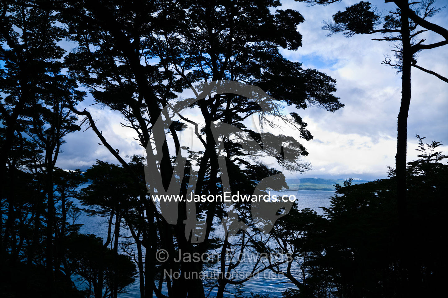 The brooding canopy of a beech forest overlooking the Beagle Channel. Ushuaia, Martial Mountains, Fuegian Andes, Ushuaia Bay, The Beagle Channel, Tierra del Fuego Archipelago, Straits of Magellan, Tierra del Fuego Province, Patagonia, Argentina.