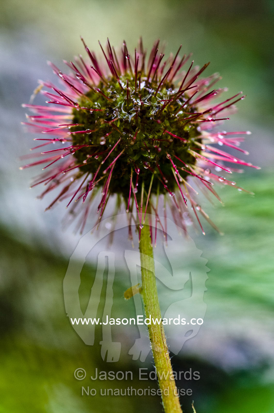 Bright pink spikes surround the flower ball of the Greater Burnet. Ushuaia, Martial Mountains, Fuegian Andes, Ushuaia Bay, The Beagle Channel, Tierra del Fuego Archipelago, Straits of Magellan, Tierra del Fuego Province, Patagonia, Argentina.