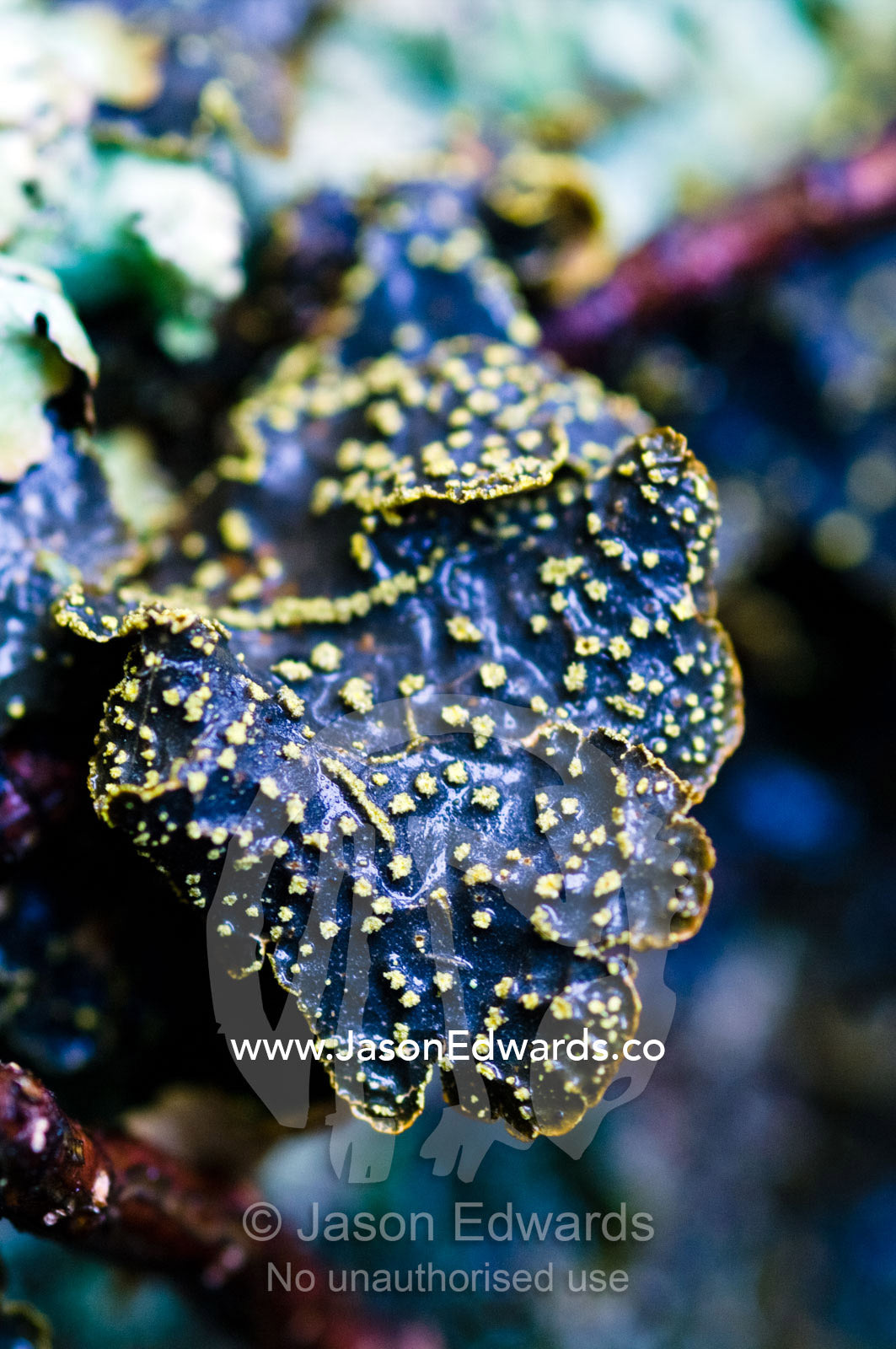 A Pseudocyphellaria lichen colony growing on a beech forest boulder. Ushuaia, Martial Mountains, Fuegian Andes, Ushuaia Bay, The Beagle Channel, Tierra del Fuego Archipelago, Straits of Magellan, Tierra del Fuego Province, Patagonia, Argentina.