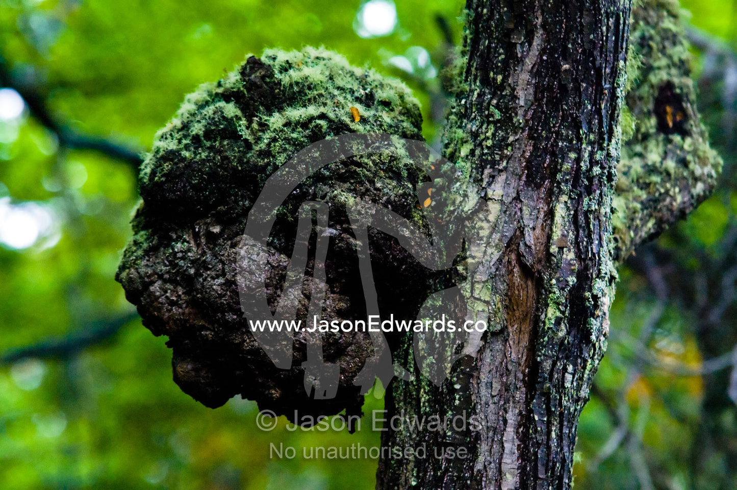 Moss and lichens crown a fungus-induced wooden gall on a tree trunk. Ushuaia, Martial Mountains, Fuegian Andes, Ushuaia Bay, The Beagle Channel, Tierra del Fuego Archipelago, Straits of Magellan, Tierra del Fuego Province, Patagonia, Argentina.