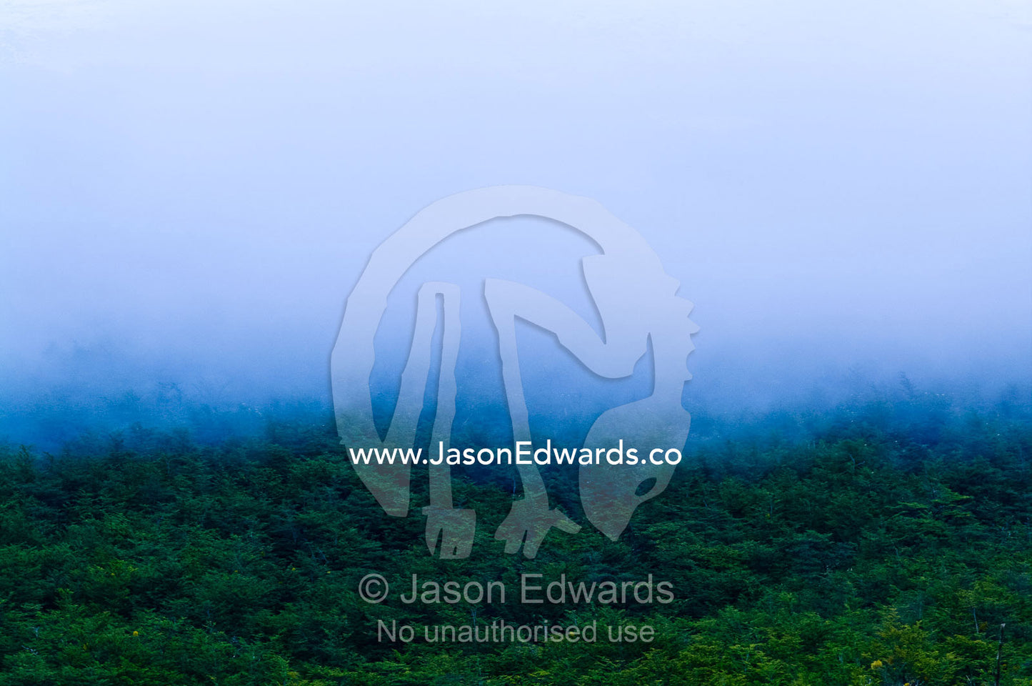 Cloud and mist shroud the canopy of a dense impenetrable beech forest. Glacier El Martial, Ushuaia, Fuegian Andes, Tierra del Fuego Archipelago, Straits of Magellan, Tierra del Fuego Province, Patagonia, Argentina.