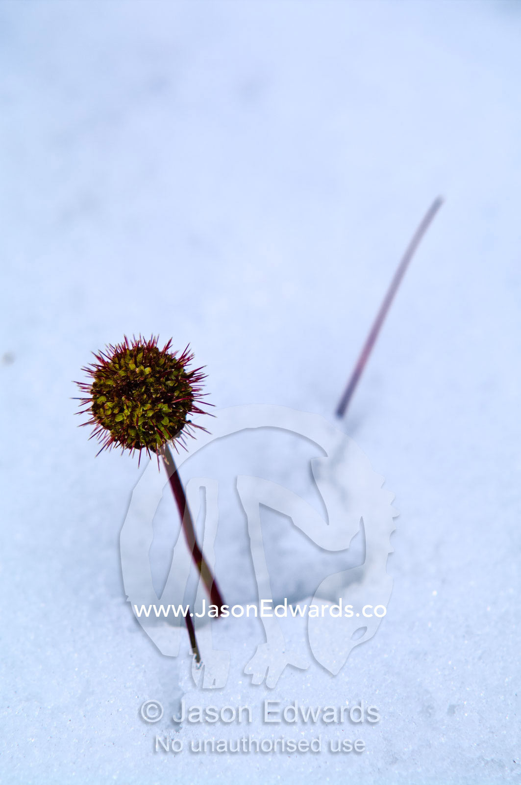 A solitary Greater Burnet flowers emerges from a light layer of snow. Glacier El Martial, Ushuaia, Fuegian Andes, Tierra del Fuego Archipelago, Straits of Magellan, Tierra del Fuego Province, Patagonia, Argentina.