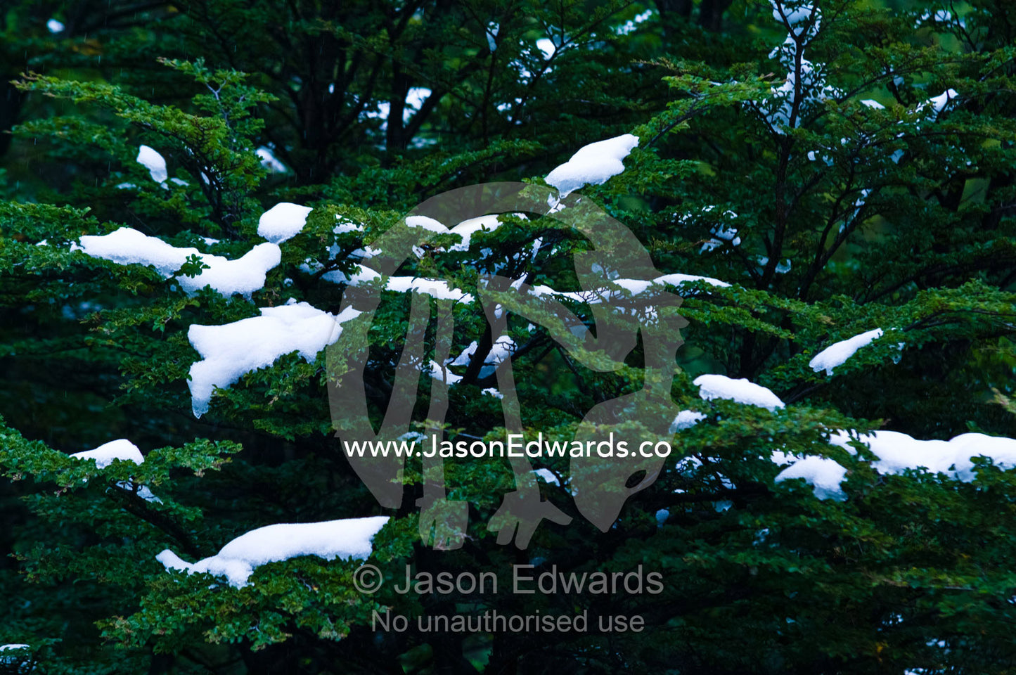 Clumps of snow collect on the sturdy boughs of a Southern Beech tree. Glacier El Martial, Ushuaia, Fuegian Andes, Tierra del Fuego Archipelago, Straits of Magellan, Tierra del Fuego Province, Patagonia, Argentina.