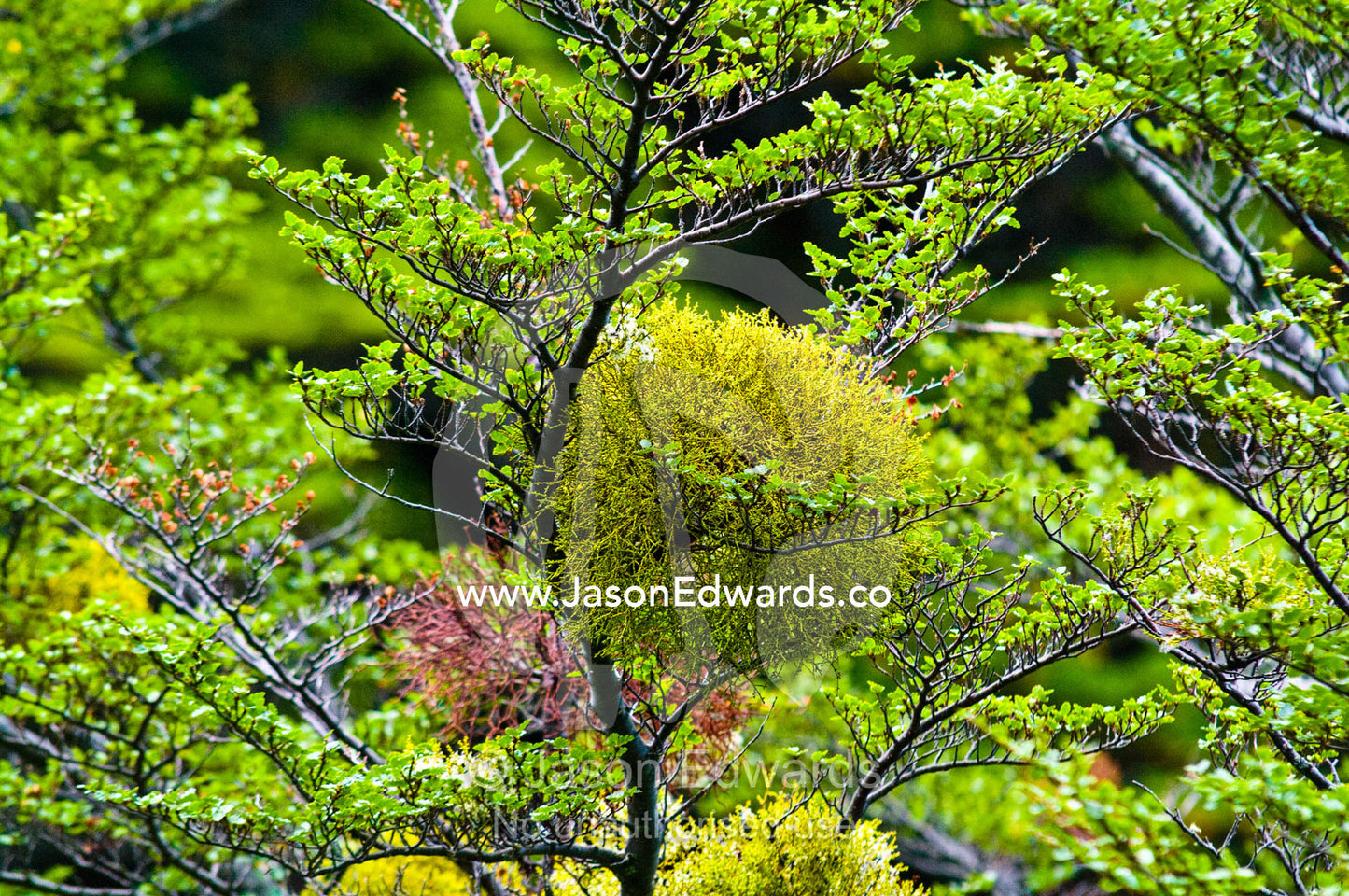 Patagonian Mistletoe on a Southern Beech tree, Nothofagus antarctica. Glacier El Martial, Ushuaia, Fuegian Andes, Tierra del Fuego Archipelago, Straits of Magellan, Tierra del Fuego Province, Patagonia, Argentina.