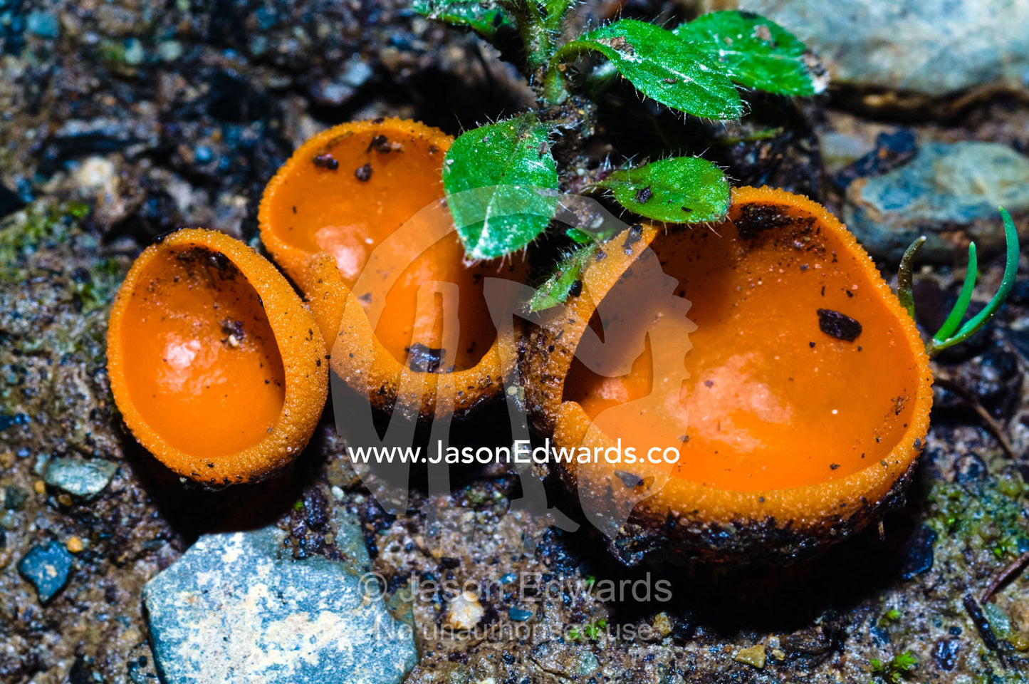 A colony of bright orange Peziza fungus on a beech forest floor. Glacier El Martial, Ushuaia, Fuegian Andes, Tierra del Fuego Archipelago, Straits of Magellan, Tierra del Fuego Province, Patagonia, Argentina.