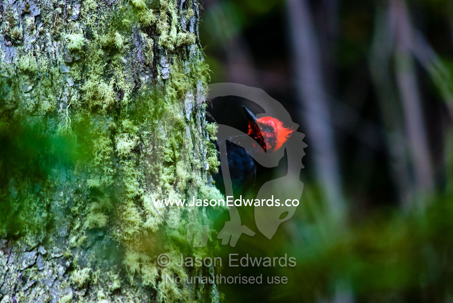 A male Magellanic Woodpecker hunts for insects on a Beech tree trunk. Ushuaia, Martial Mountains, Fuegian Andes, Ushuaia Bay, The Beagle Channel, Tierra del Fuego Archipelago, Straits of Magellan, Tierra del Fuego Province, Patagonia, Argentina.