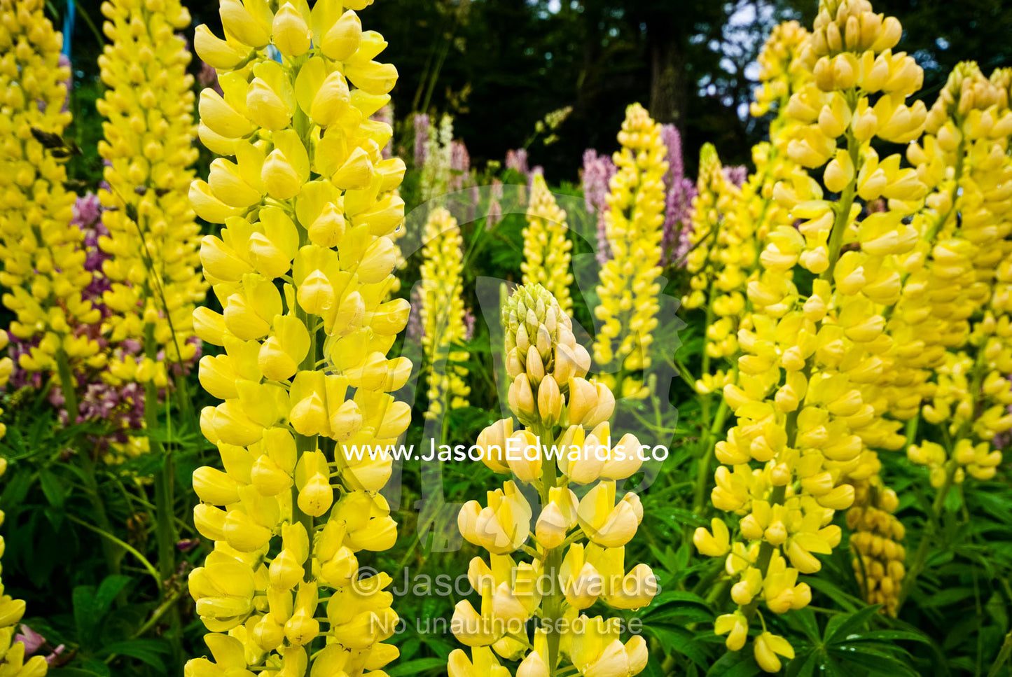 A bloom of bright pink Lupin flower petals decorate a mountainside. Glacier El Martial, Ushuaia, Fuegian Andes, Tierra del Fuego Archipelago, Straits of Magellan, Tierra del Fuego Province, Patagonia, Argentina.