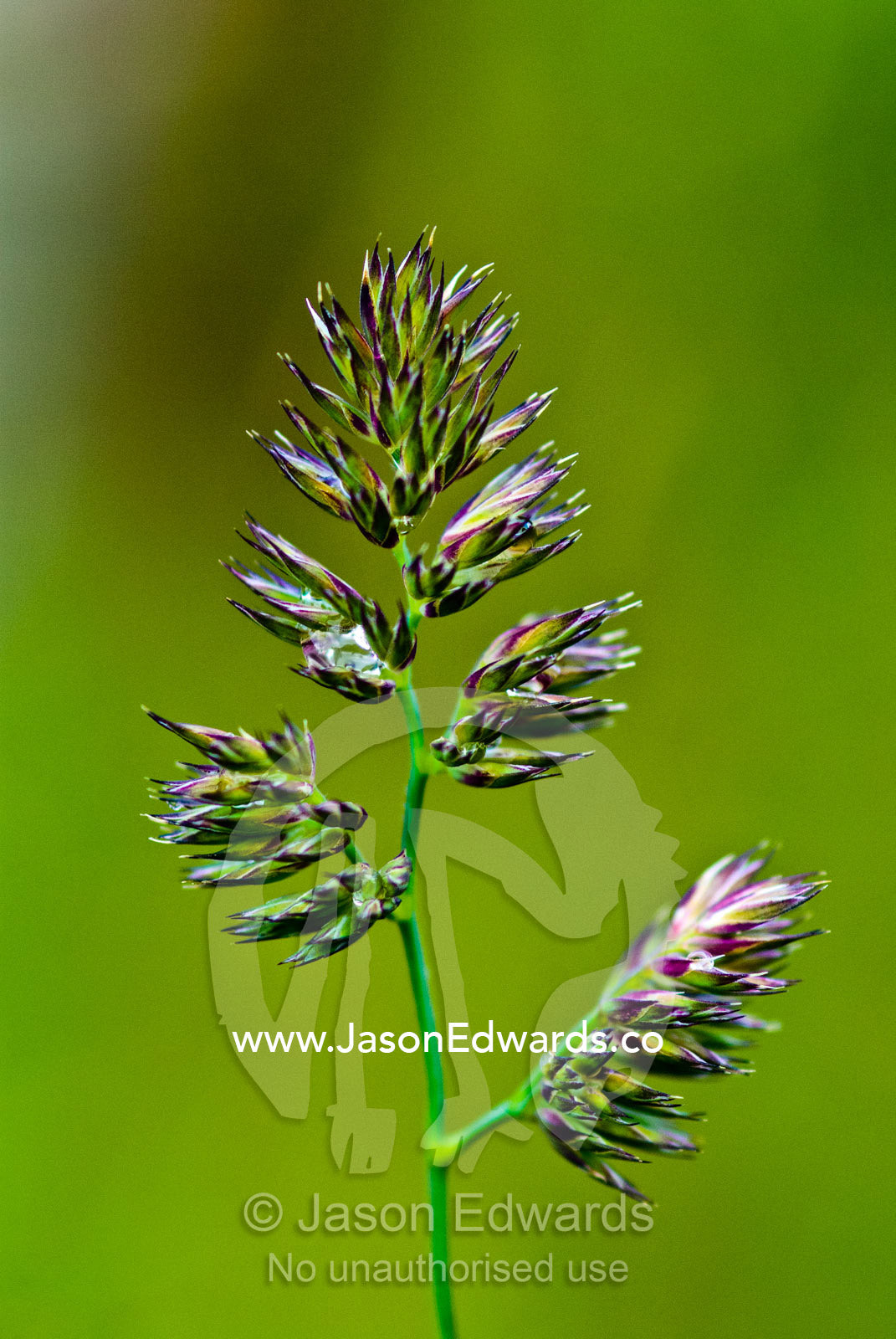 A cluster of pointed alpine grass seed heads on a mountainside. Glacier El Martial, Ushuaia, Fuegian Andes, Tierra del Fuego Archipelago, Straits of Magellan, Tierra del Fuego Province, Patagonia, Argentina.
