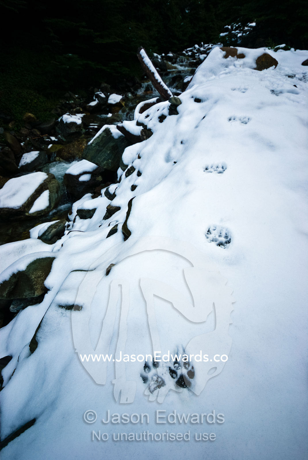 Dog footprints in the snow along the shore of an alpine stream. Glacier El Martial, Ushuaia, Fuegian Andes, Tierra del Fuego Archipelago, Straits of Magellan, Tierra del Fuego Province, Patagonia, Argentina.