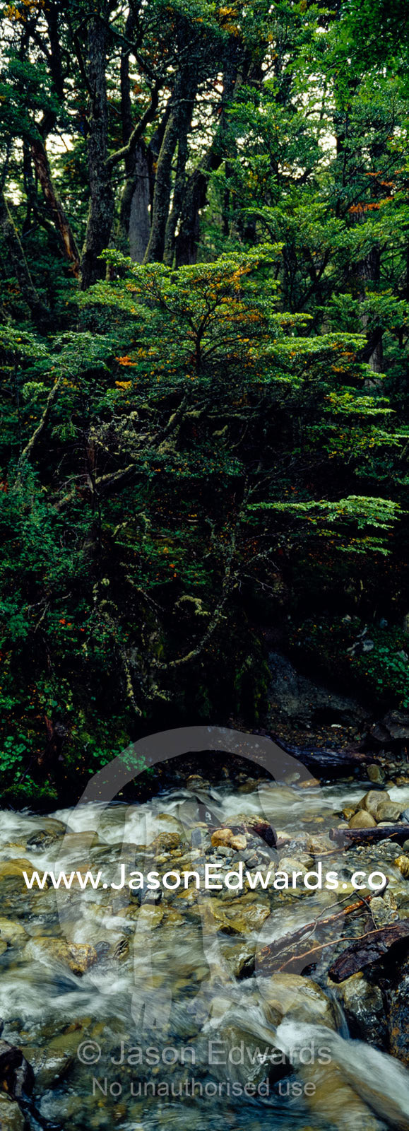 A pristine alpine stream flows through an ancient, lush beech forest. Glacier El Martial, Ushuaia, Fuegian Andes, Tierra del Fuego Archipelago, Straits of Magellan, Tierra del Fuego Province, Patagonia, Argentina.