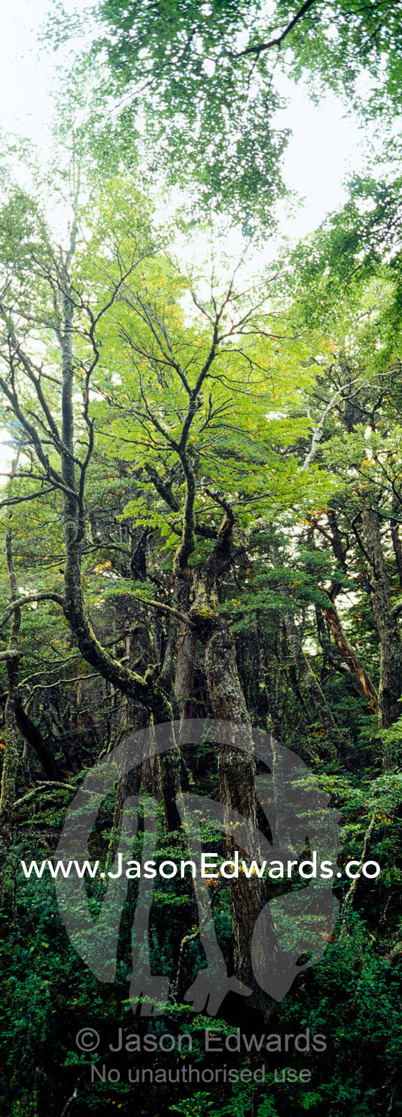 A primeval dense and lush Southern Beech forest in an alpine valley. Glacier El Martial, Ushuaia, Fuegian Andes, Tierra del Fuego Archipelago, Straits of Magellan, Tierra del Fuego Province, Patagonia, Argentina.