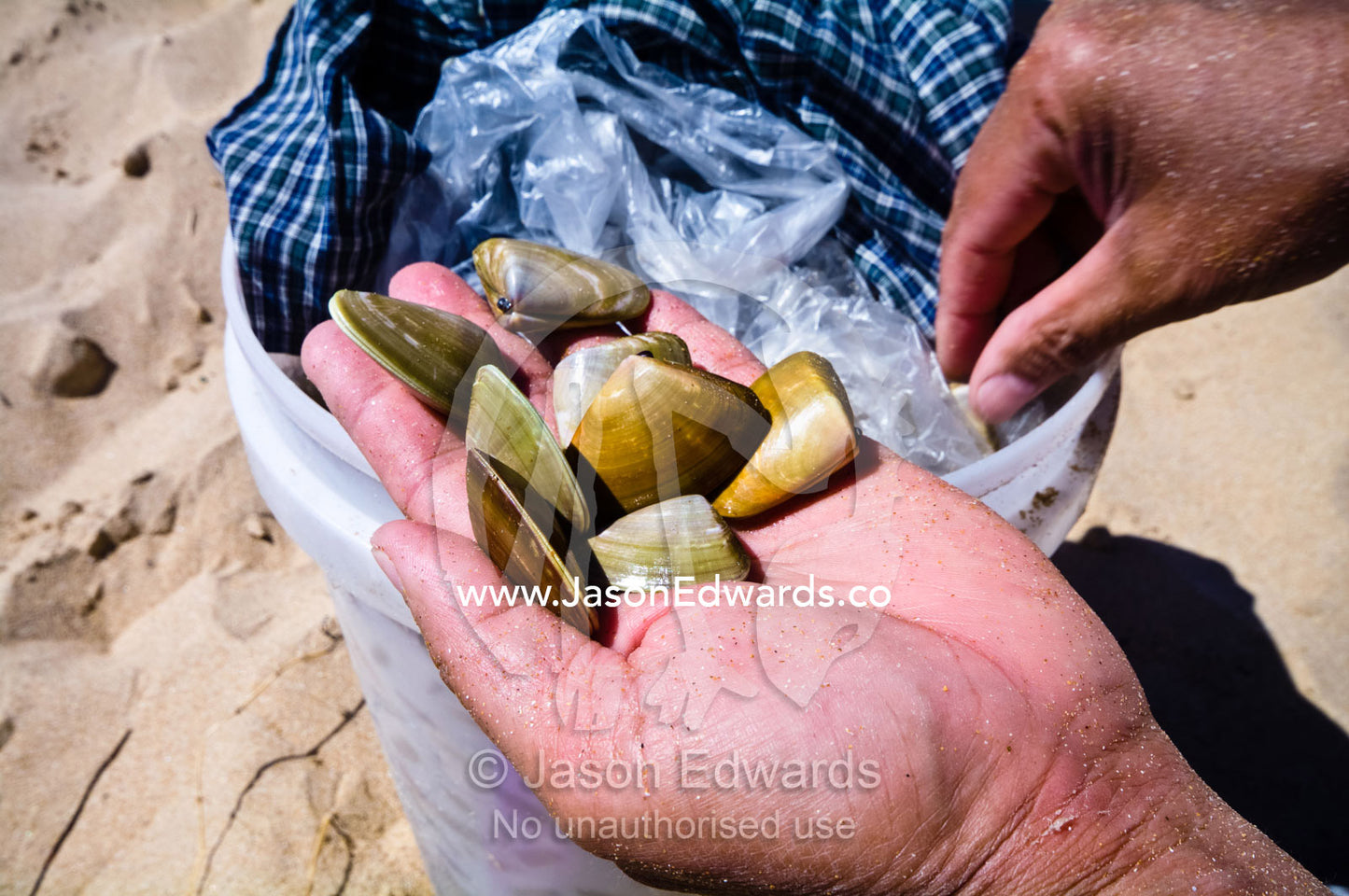 A handful of Pipi an edible shellfish collected on sandy beaches. Venus Bay, Cape Liptrap Coastal Park, Bass Strait, South Gippsland, Victoria, Australia.