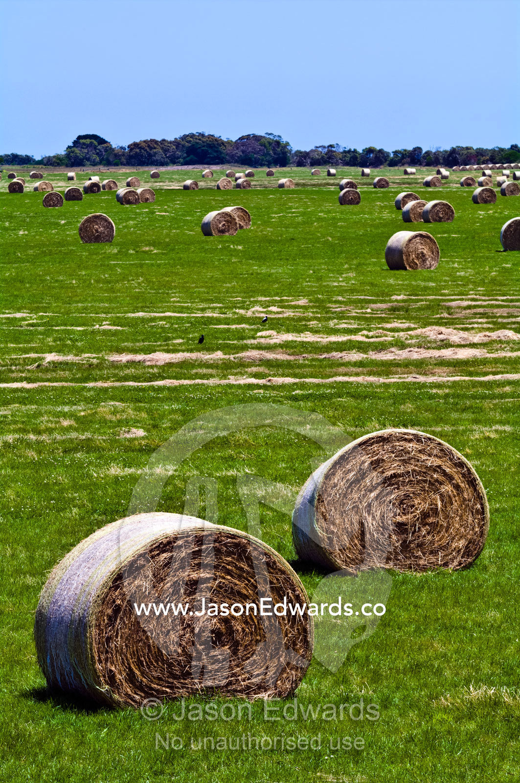 After harvesting round hay bails lie scattered in a lush farm field. Walkerville, South Gippsland, Victoria, Australia.