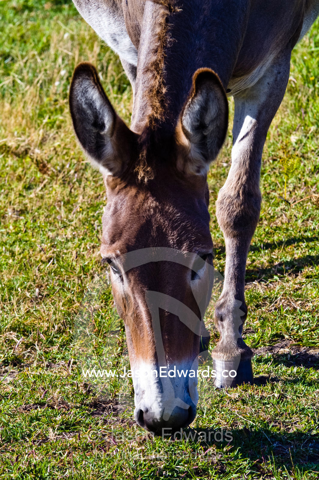 An alert domestic donkey grazes on short grasses in a farm paddock. Venus Bay, Bass Strait, South Gippsland, Victoria, Australia.