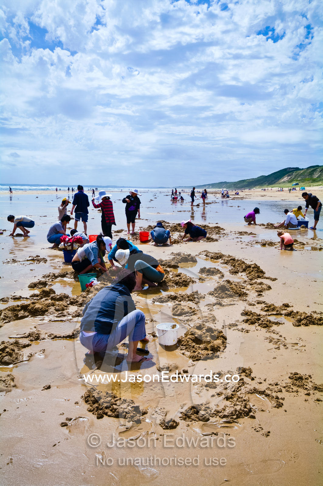 Families dig in the sand to collect pipi from the beach at low tide. Venus Bay, Cape Liptrap Coastal Park, Bass Strait, South Gippsland, Victoria, Australia.