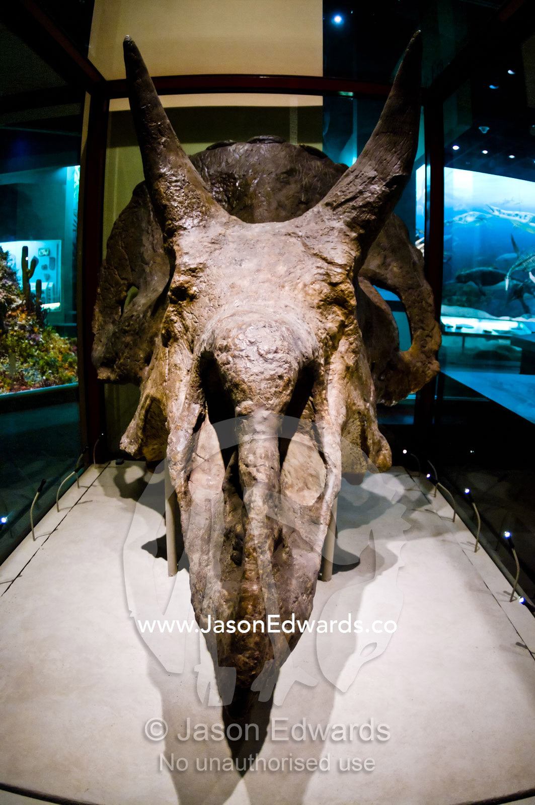 A large fossil Triceratops skull, horns and beak in a display case. Smithsonian Institution National Museum of Natural History, District of Columbia, United States of America.