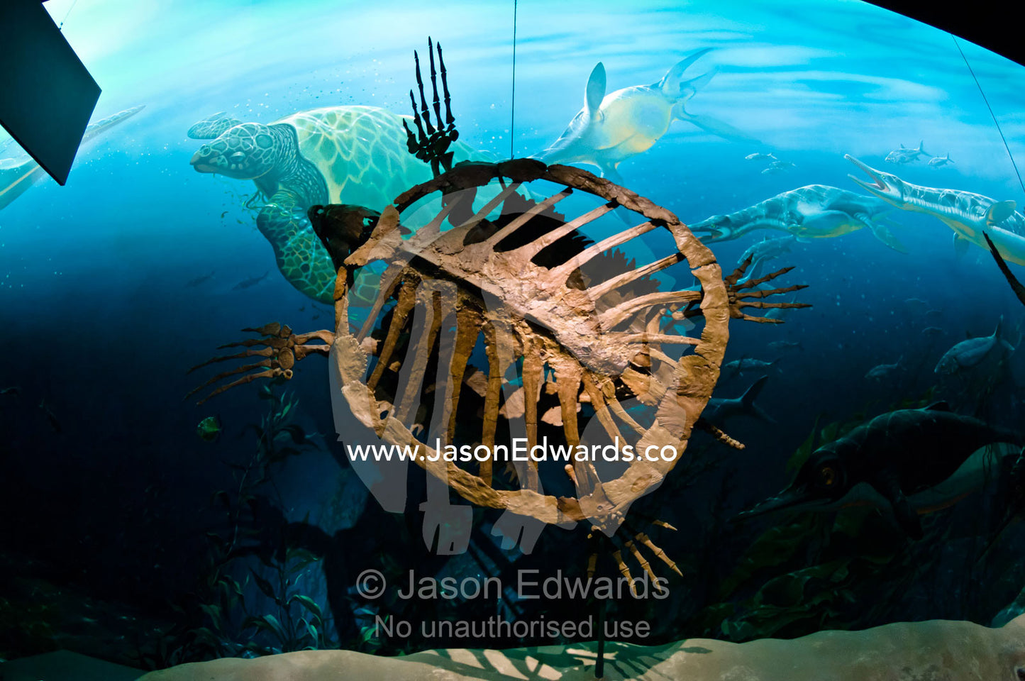 The fossil carapace remains of a giant Sea Turtle, Archelon ischyros. Smithsonian Institution National Museum of Natural History, District of Columbia, United States of America.