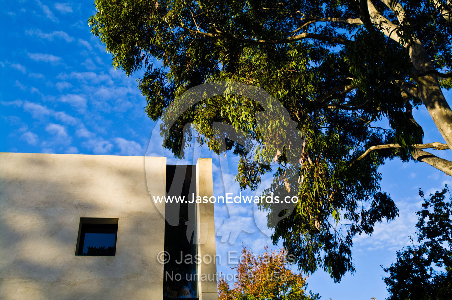 A Spotted Gum tree canopy hangs over an architecturally designed house Hawthorn, Melbourne, Victoria, Australia.