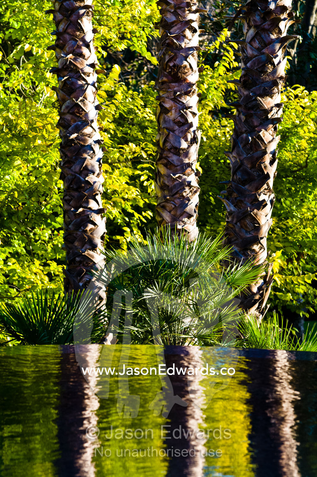 A trio of Mexican Fan Palm tree reflected in a swimming pool surface. Hawthorn, Melbourne, Victoria, Australia.