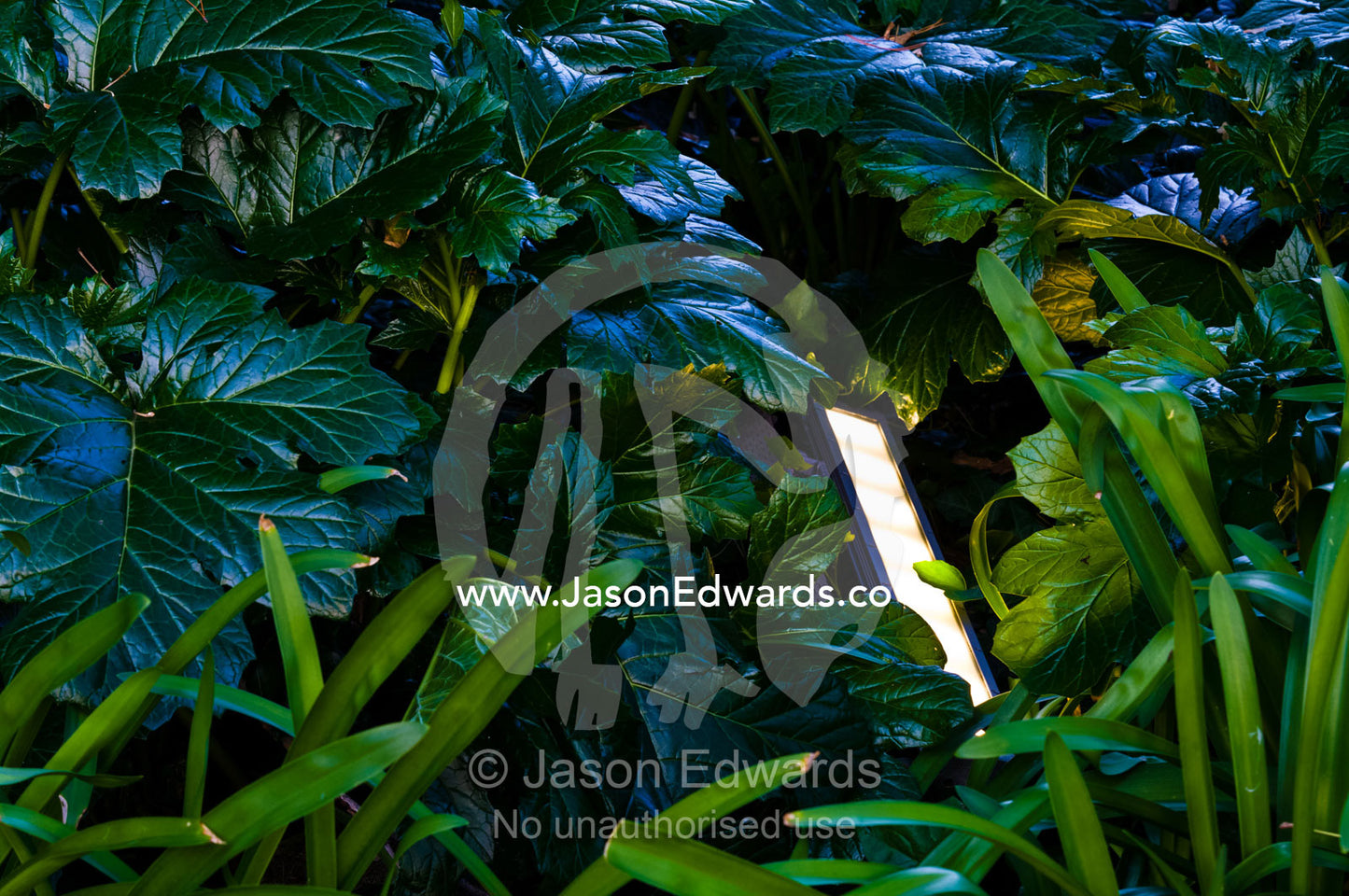 LED garden lights surrounded by Oyster Plants and Agapanthus. Hawthorn, Melbourne, Victoria, Australia.