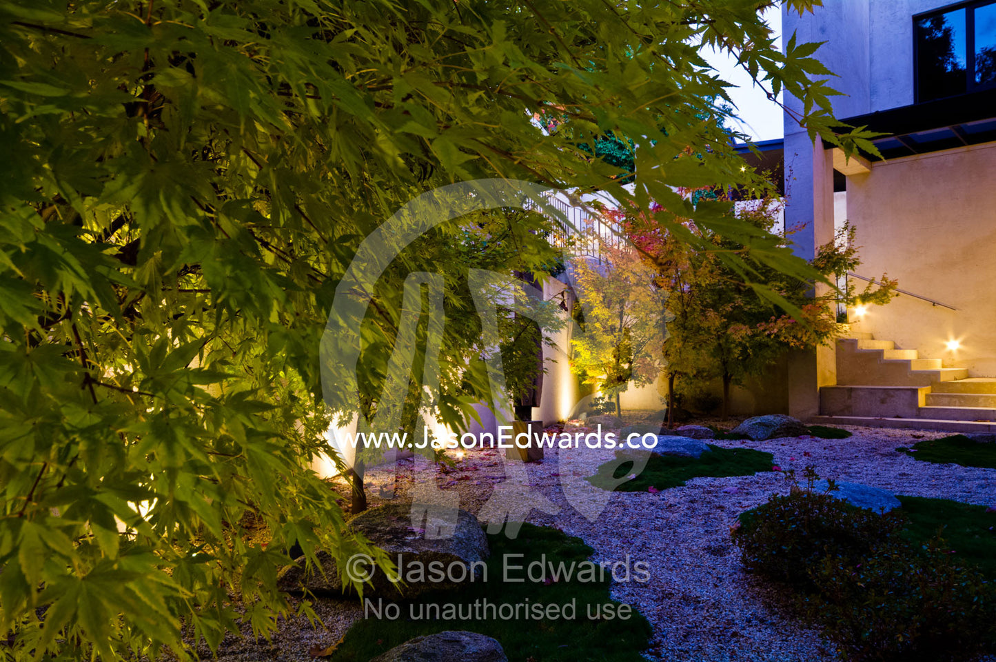 A stone garden with deciduous Japanese Maples lit by LED's at night. Hawthorn, Melbourne, Victoria, Australia.