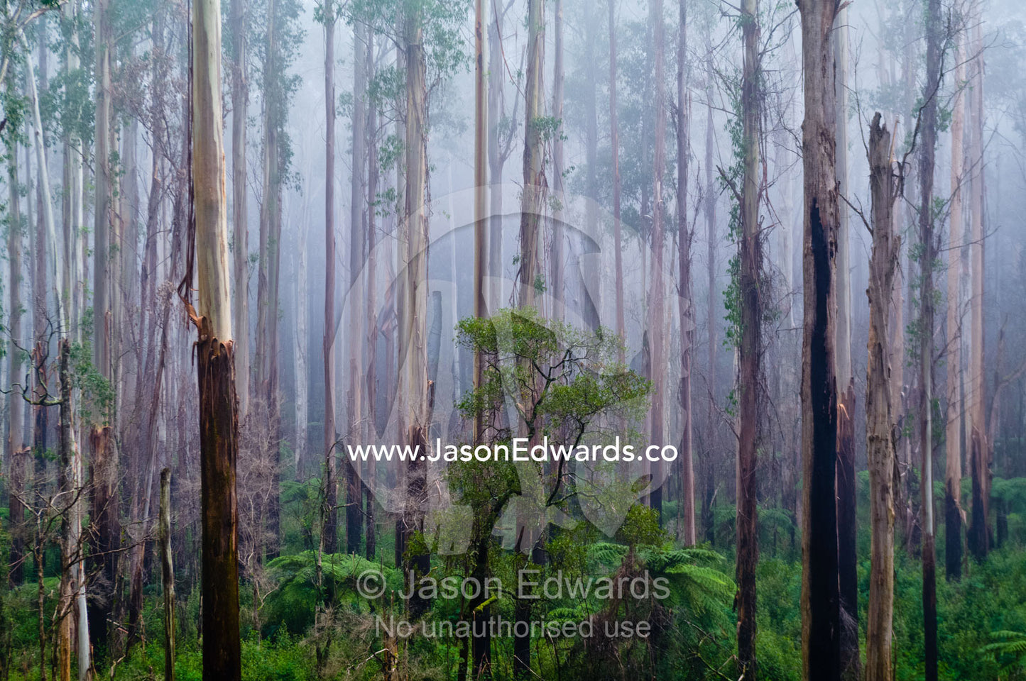 A fog filled valley of towering Mountain Ash tree trunks.. Yarra Ranges National Park, Victoria, Australia.