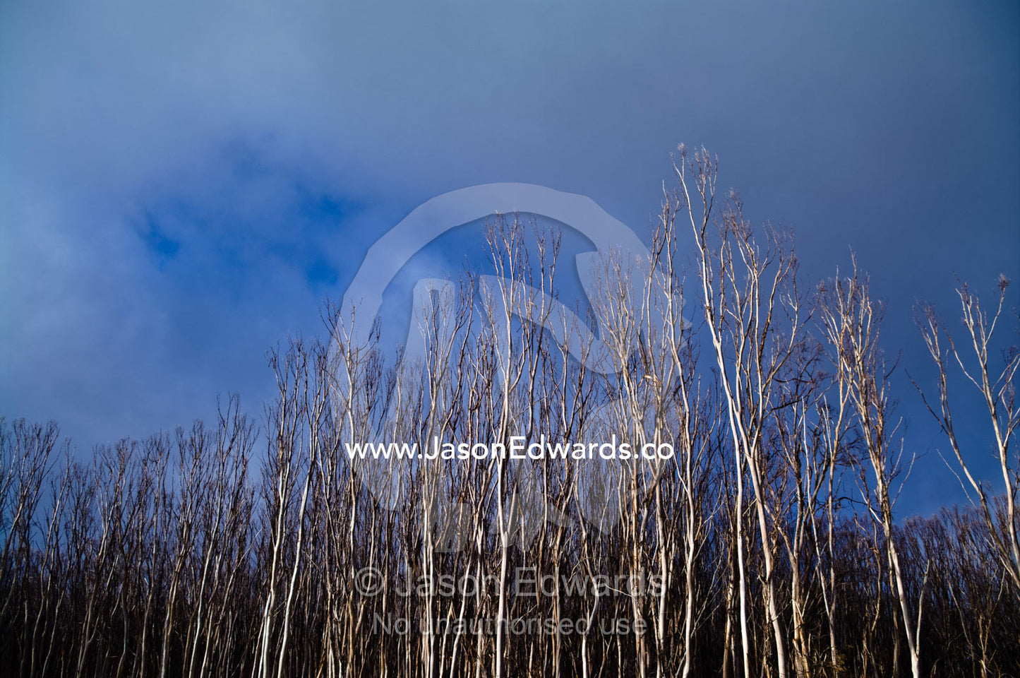 Dead Mountain Ash tree trunks after the Black Saturday bush fires. Lake Mountain, Yarra Ranges National Park, Victoria, Australia.
