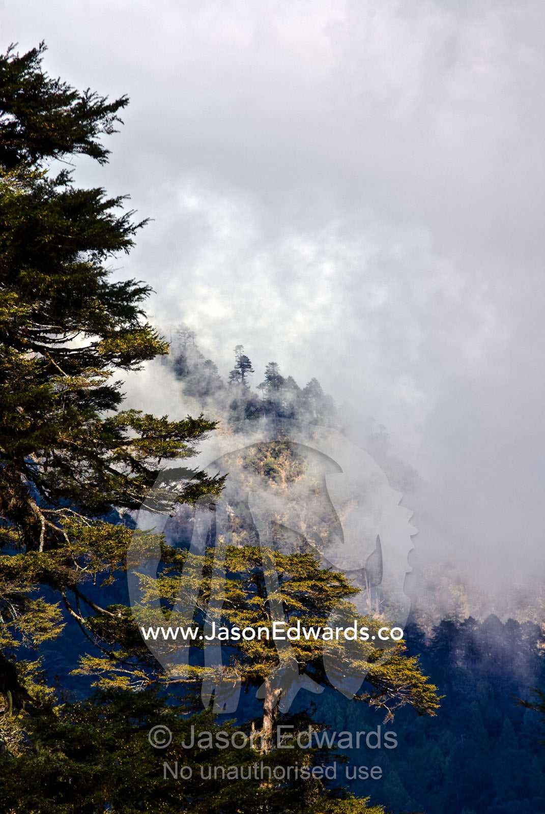 Clouds shroud an ancient forest on the slopes of a Himalaya mountain range. 108 Druk Wangyal Khangzang Chortens, Dochula Pass, Thimphu District, Bhutan.