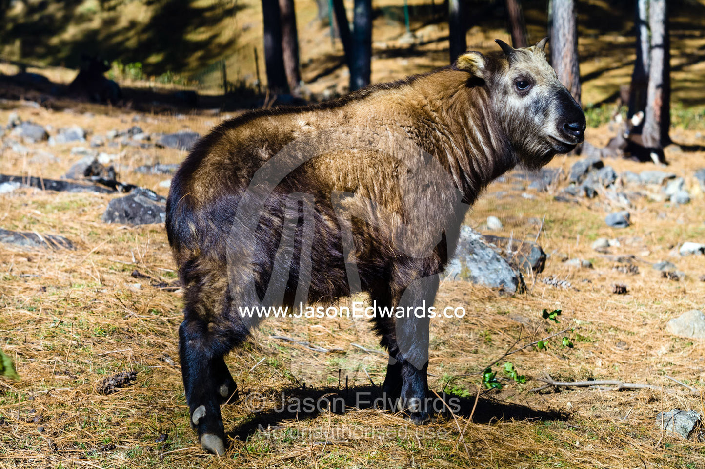 A Takin kid standing in a dry forest clearing during the alpine summer. Motithang Takin Preserve, Motithang District, Thimphu, Bhutan.