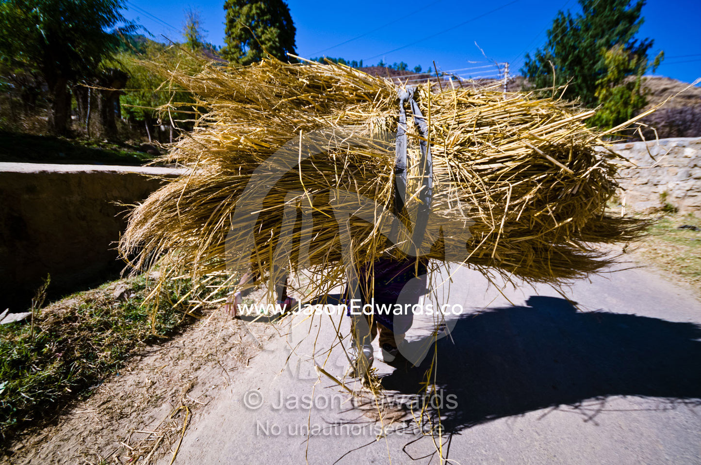 A woman carrying a large bundle of straw up a steep hill to her Himalayan village. Paro, Paro District, Bhutan.