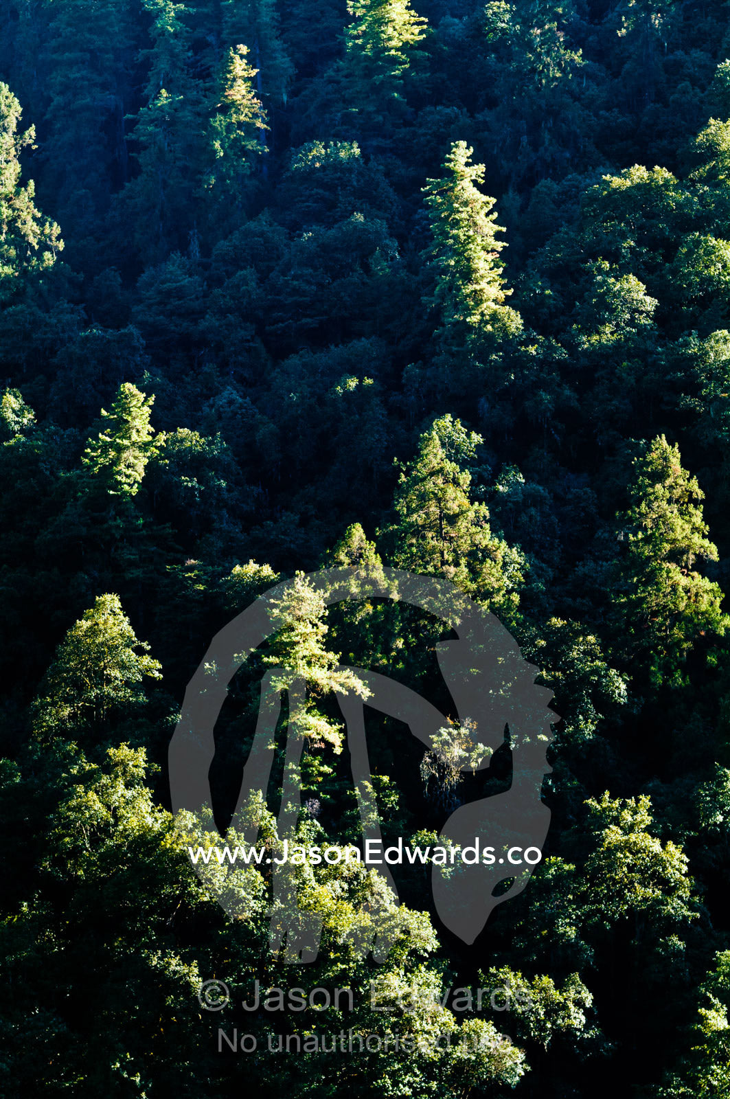 The last rays of the setting sun capture the spires of a dense, green forest canopy in a steep valley. Jigme Dorji National Park, Cheri Monastery, Chagri Dorjeden Monastery, Thimphu, Thimphu District, Bhutan.