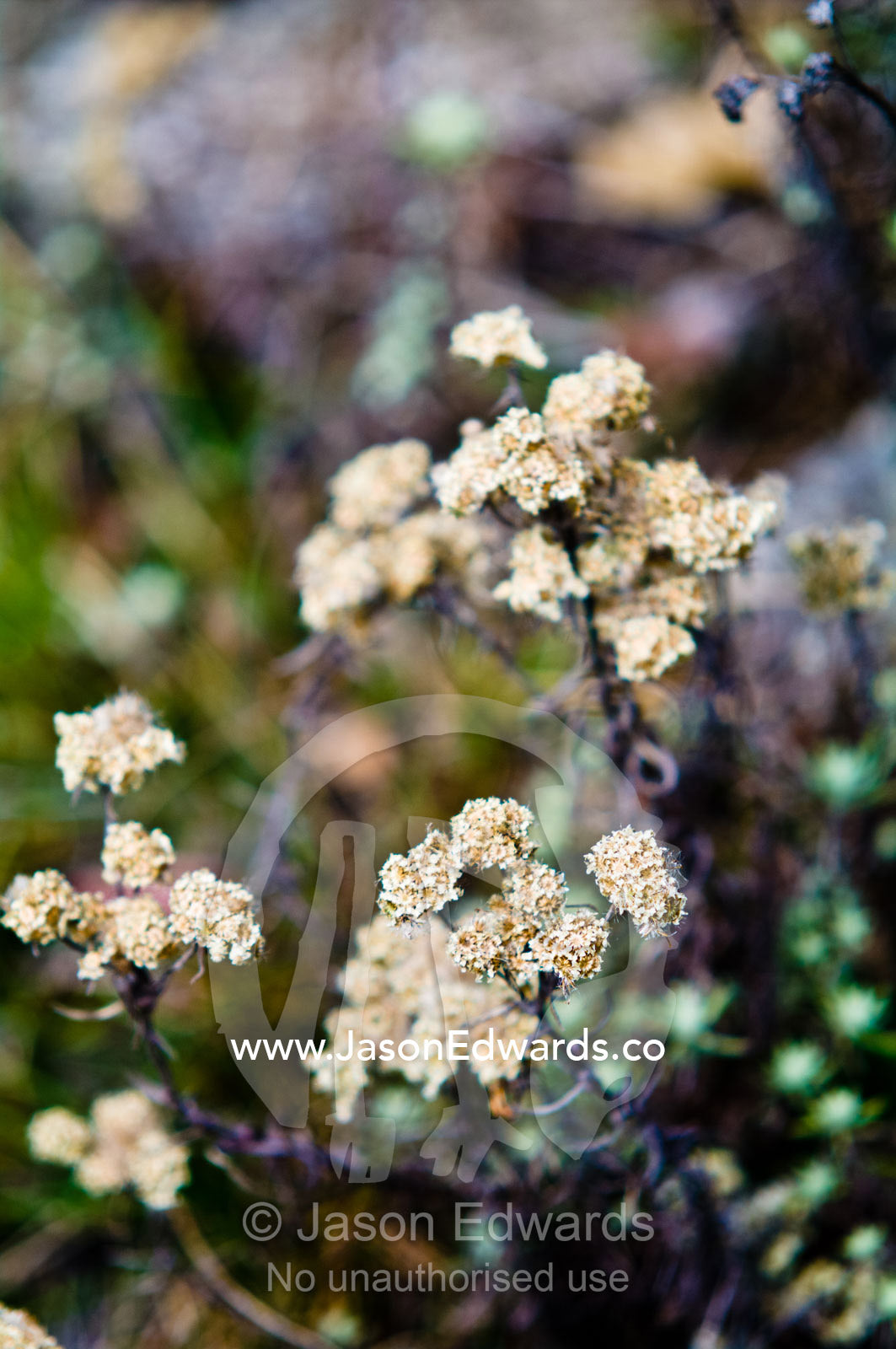 Alpine flowers growing on a mountainside in the Himalaya. Dochula Pass, Thimphu District, Bhutan.