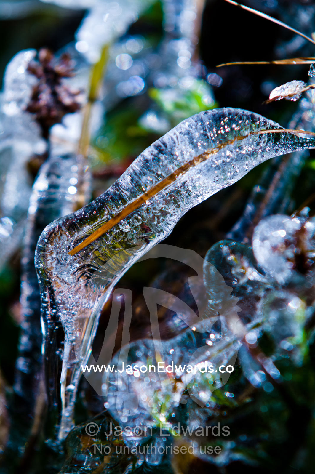 A blade of grass encased in ice from water drops splashed from an alpine stream. Dochula Pass, Thimphu District, Bhutan.