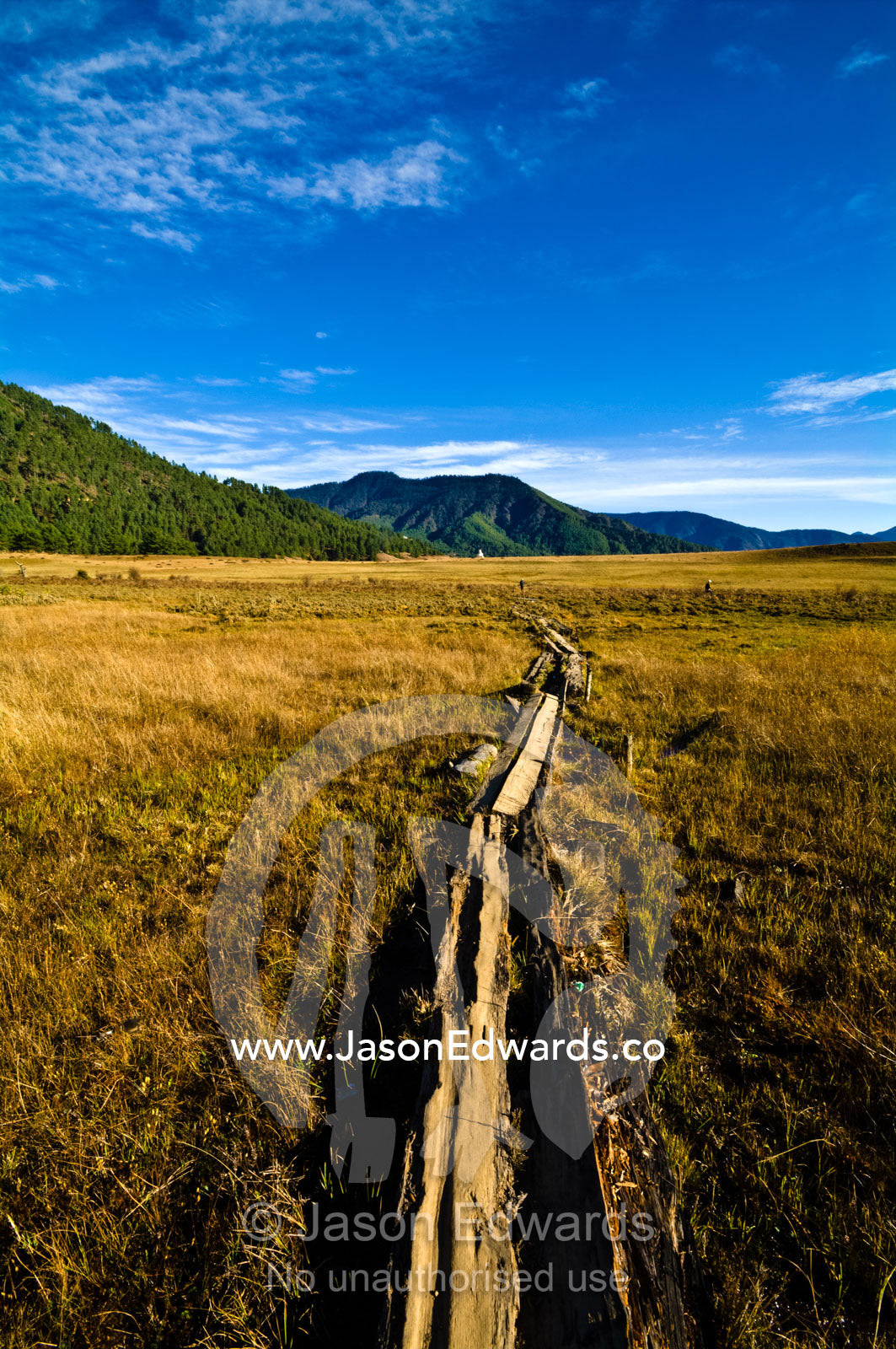 Rotting timber planks form a boardwalk across a marshy wetland in a Himalaya valley. Phobjikha Conservation Area, Phobjika Valley, Phobjikha Valley, Gangteng Valley, Black Mountains, Bhutan.