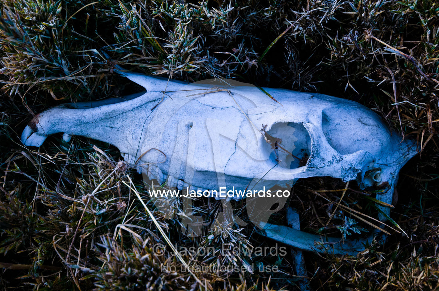 The bleached skull of a Yak lies in frost covered grass above a Himalaya wetland. Phobjikha Conservation Area, Phobjika Valley, Phobjikha Valley, Gangteng Valley, Black Mountains, Bhutan.