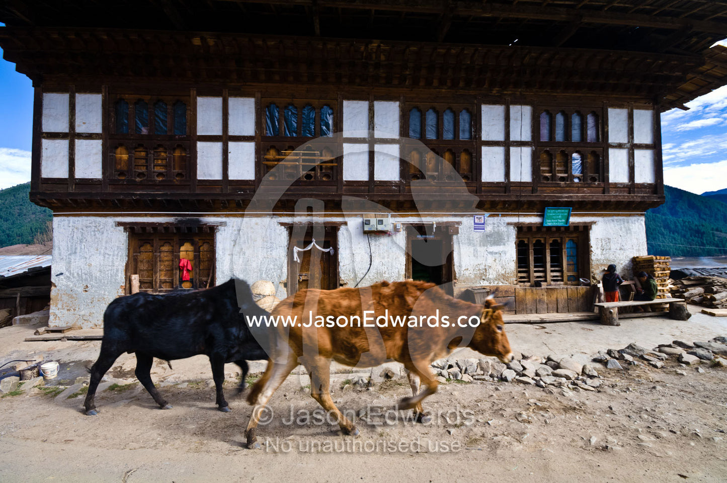 Domestic cattle walking up the main street of a farming village past the general store. Phobjikha Conservation Area, Phobjika Valley, Phobjikha Valley, Gangteng Valley, Black Mountains, Bhutan.