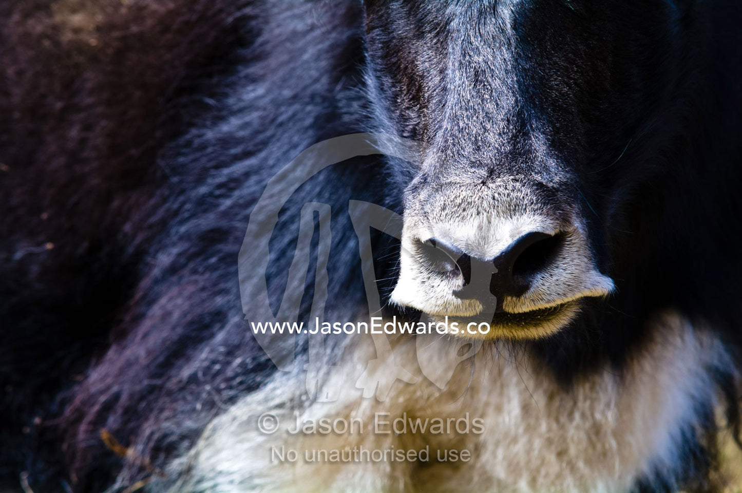 A Yak sniffs the air with large nostrils searching for danger or threats. Punakha District, Bhutan.