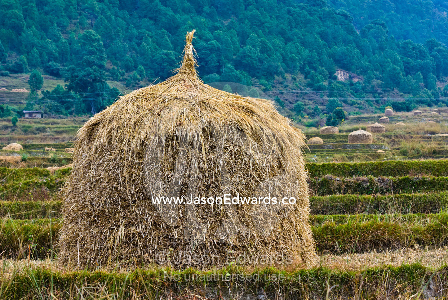 A dome of hay resting on a terraced farm field in a Himalaya valley. Punakha River, Punakha Valley, Punakha-Wangdiphodrang District, Bhutan.