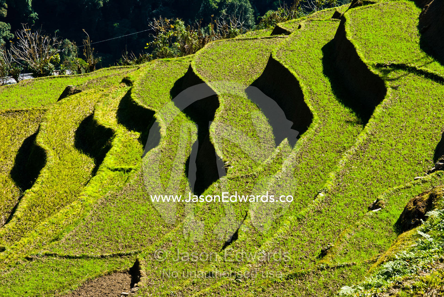 Fresh rice seedlings sprout from terraced paddies on a Himalayan valley farm. Jigme Dorji National Park, Gasa District, Bhutan.