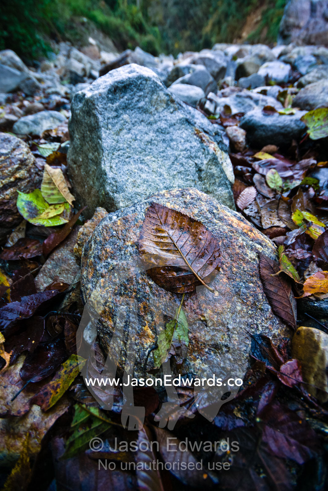 Rotting leaves from deciduous trees gather amongst boulders on the shore of an alpine river. Pho Chu, Pho River, Gasa Dzong, Gasa Tashi Tongmon Dzong, Gasa Gasa Dzongkhag District, Bhutan.