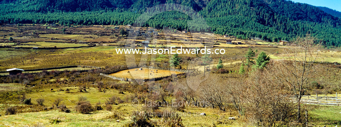 Conifer forest encircles farmland and agricultural fields on the shores of a Himalaya wetland. Phobjikha Conservation Area, Phobjika Valley, Phobjikha Valley, Gangteng Valley, Black Mountains, Bhutan.