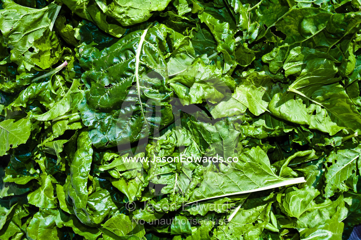 A mound of freshly harvested organically grown green spinach leaves. Castlemaine, Victoria, Australia.