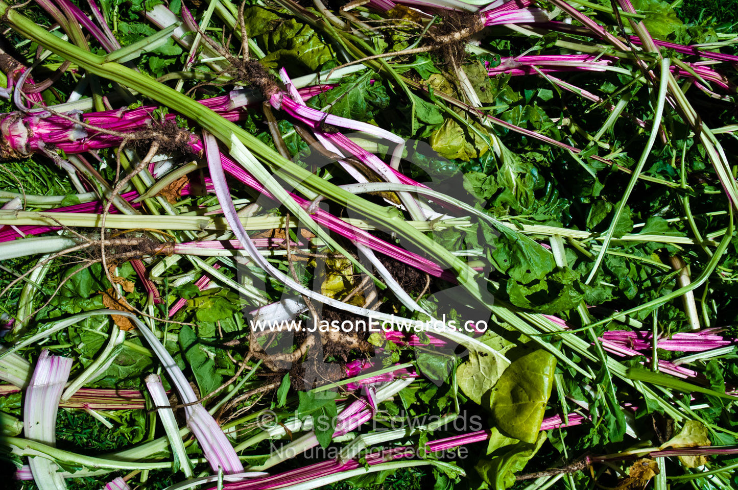 A mound of organic spinach and rhubarb leaves harvested for mulch. Castlemaine, Victoria, Australia.