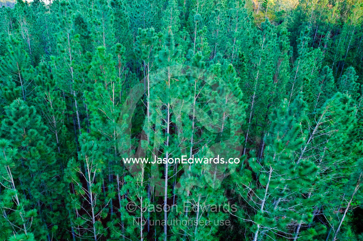 The straight trunks and needle canopy of a pine tree plantation. Viti Levu, Malolo Archipelago, Pacific Ocean, Fiji Islands.